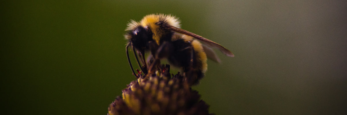 bee on a flower