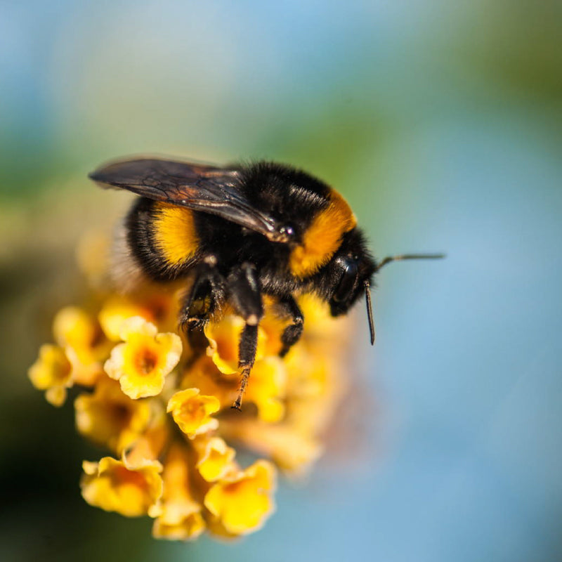 bee on a yellow flower