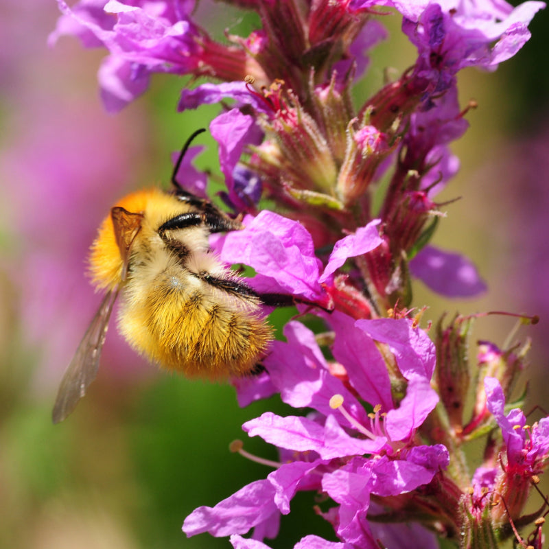 bee on a pink flower