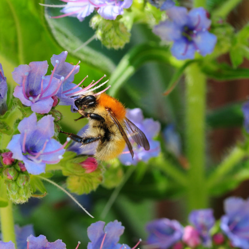 bee on a purple flower