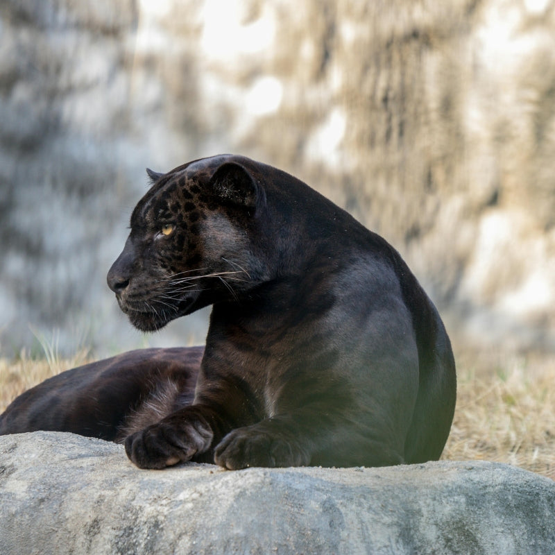 black panther lying down