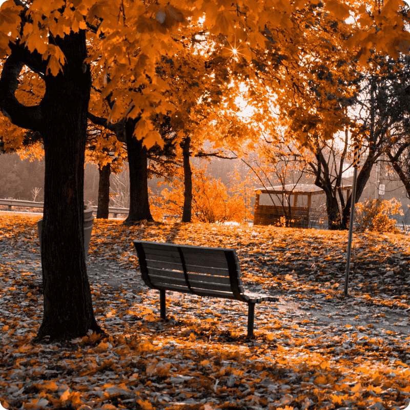 Autumn scene with a bench under orange trees in a park.