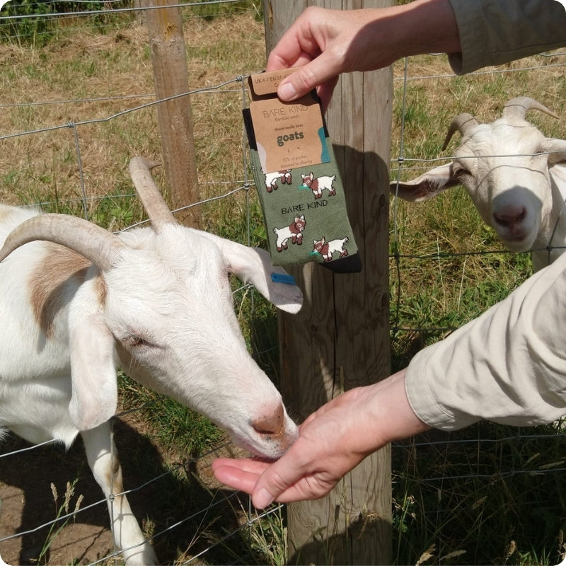 Person holding goat socks next to two goats in a fenced area.