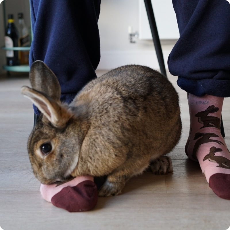 Brown rabbit standing on a wooden floor next to a person wearing pink socks with hare designs.