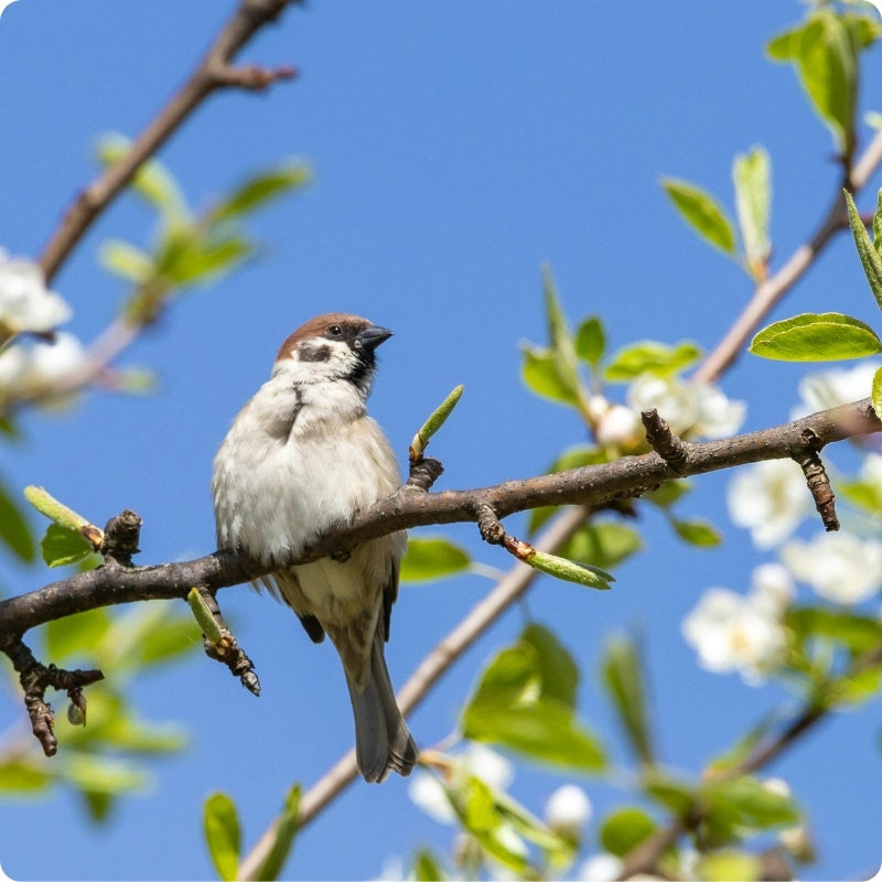 Bird perched on a branch with a clear blue sky background