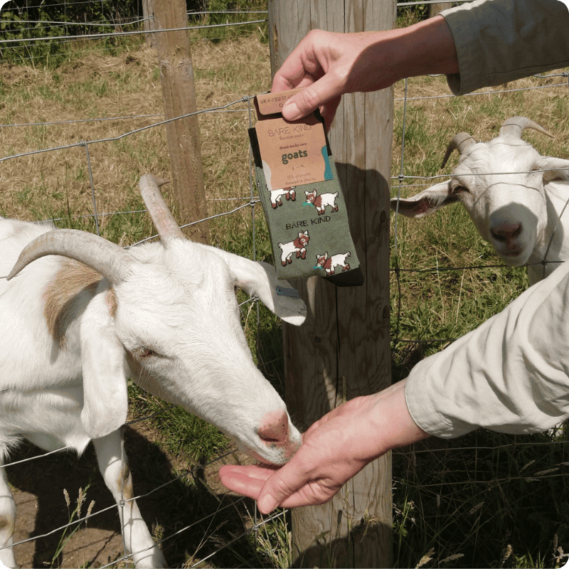Person holding a package of goat treats next to two goats through a fence.