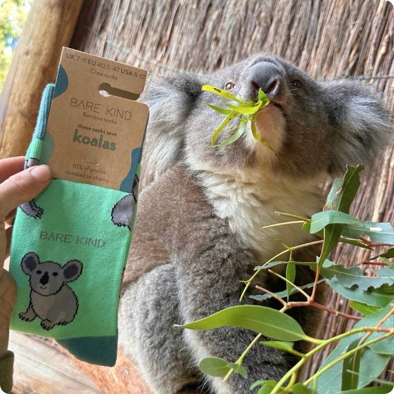 Person holding a pair of green socks with koala design next to a koala eating leaves.