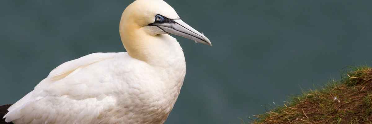 A white gannet bird with a long gray beak and black eye, shown in profile against a dark blue-green water background with a small patch of grass in the lower right corner.