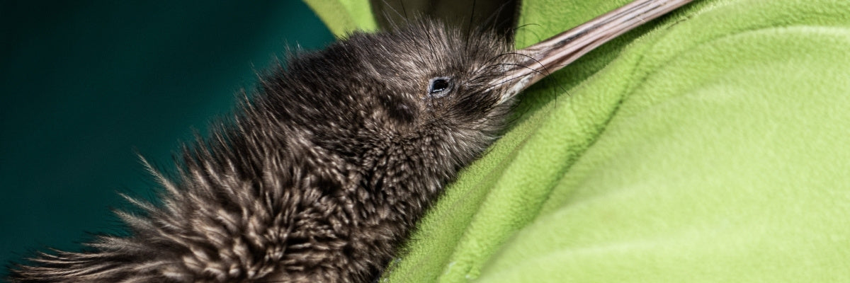 Close-up of a kiwi bird on a green surface