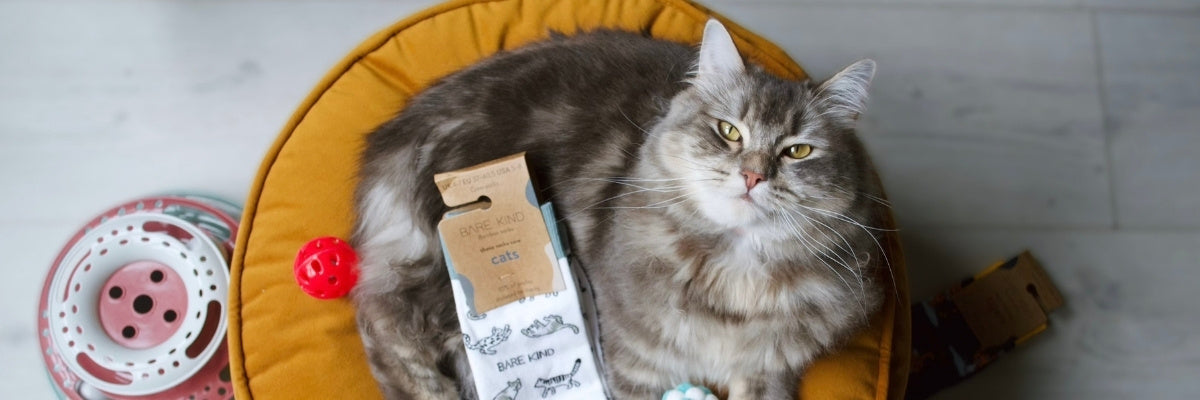 Cat sitting on a yellow pet bed with a cardboard box and toy nearby.