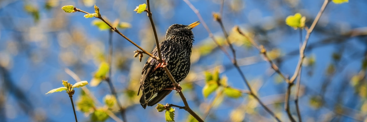 Garden Bird