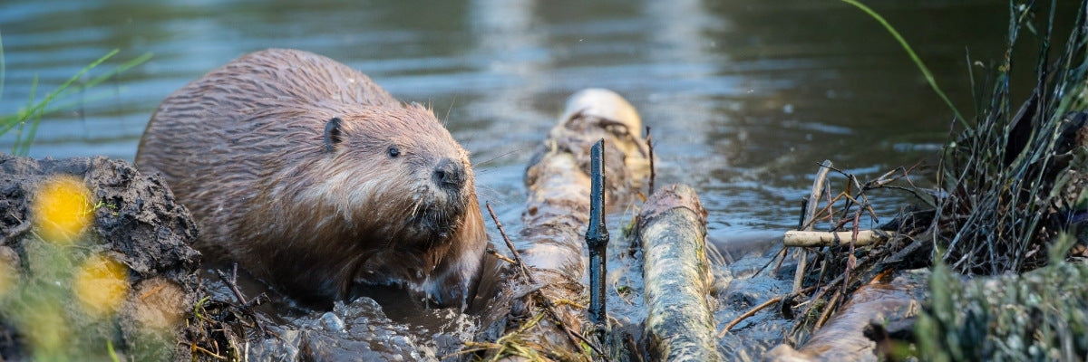 Beaver near a body of water with logs and plants in the foreground