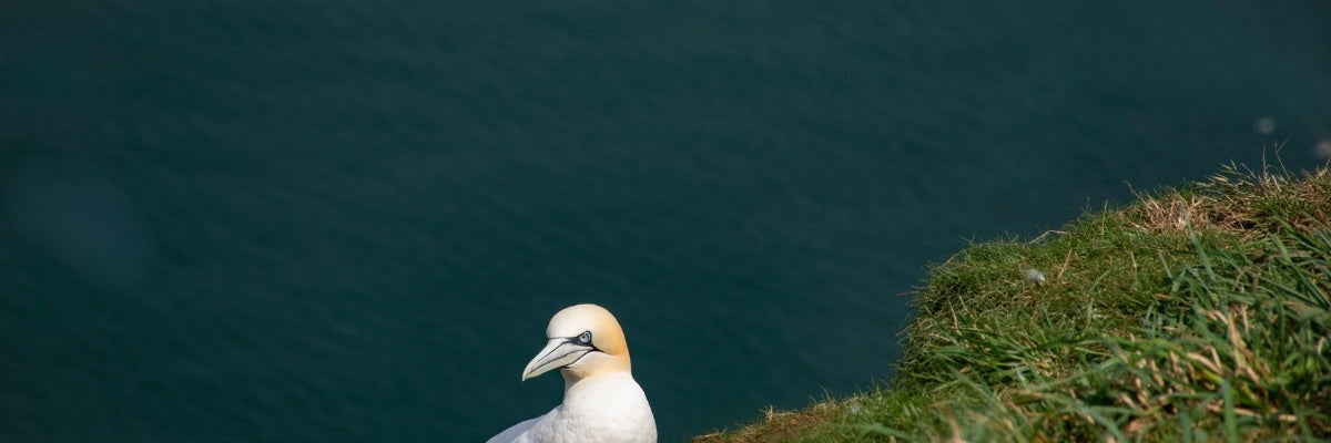 Seabird perched on a cliff overlooking the ocean