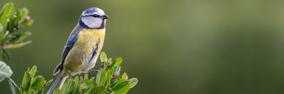 Blue tit bird perched on a branch with a blurred green background