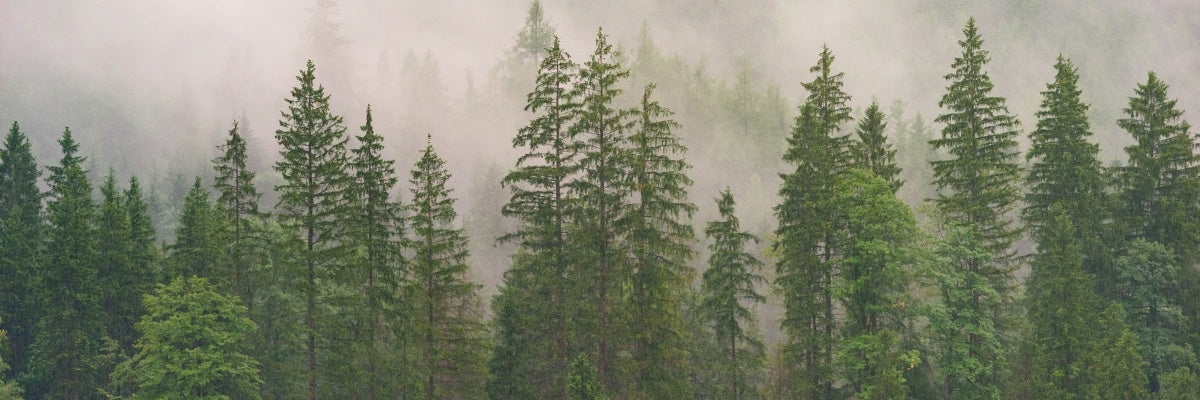 Foggy forest