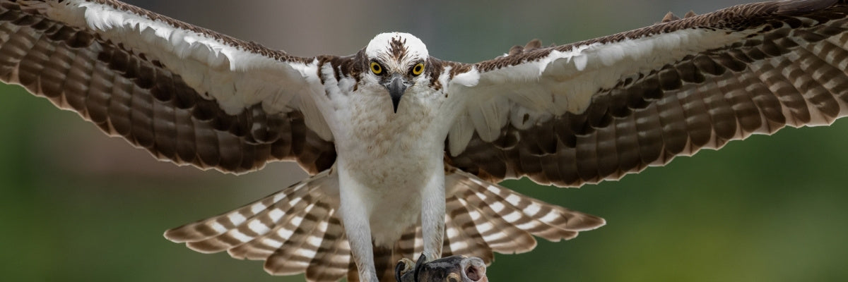 osprey