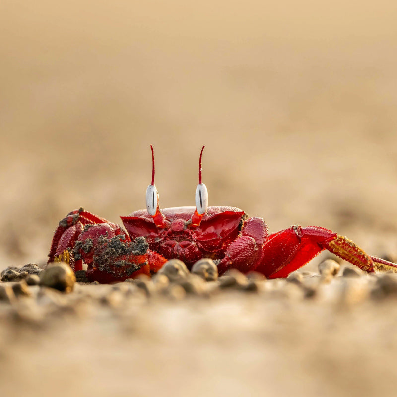 red crab open the sand