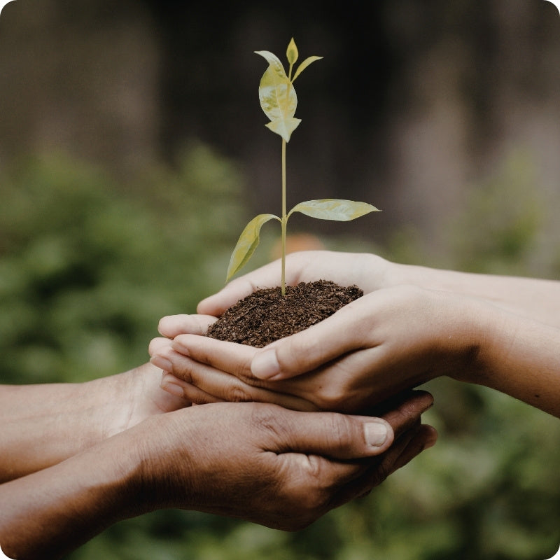 Two pairs of hands holding a small plant with soil against a blurred green background
