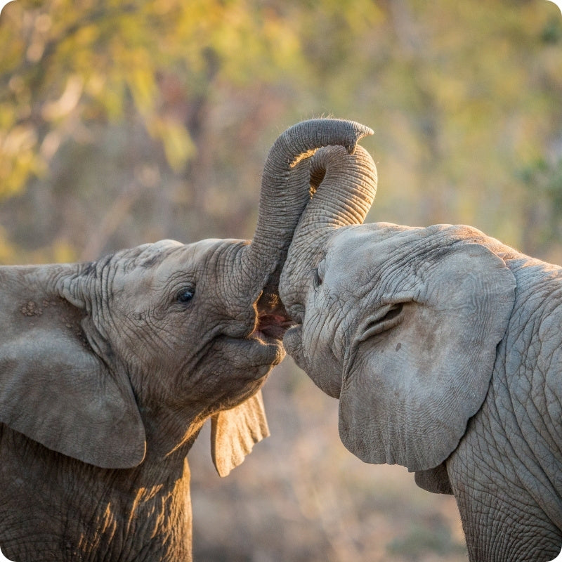 elephants