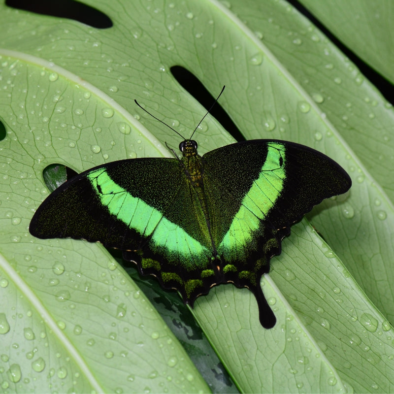 emerald swallowtail butterfly