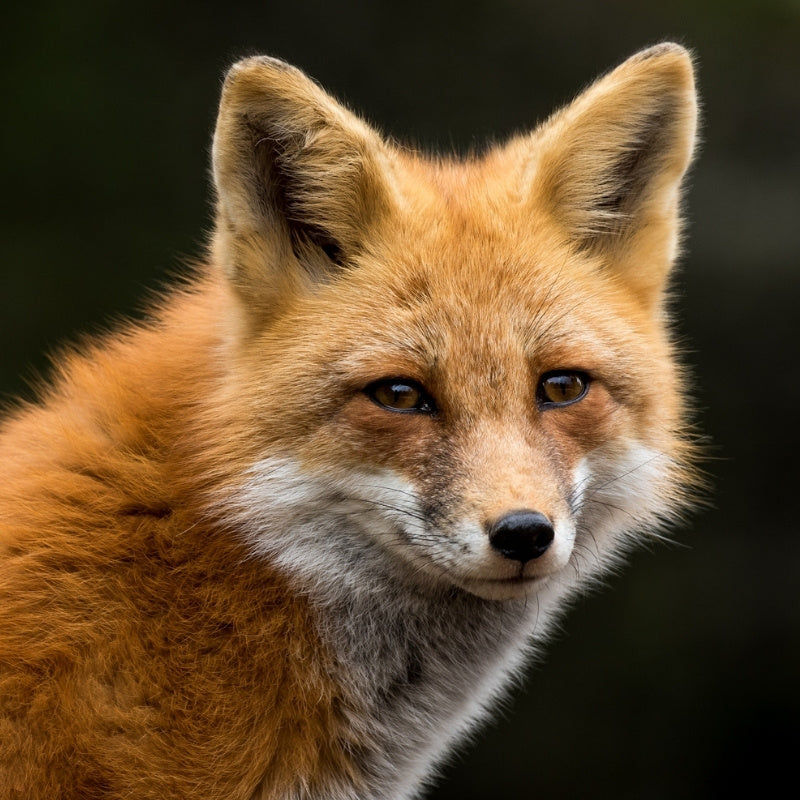 fox