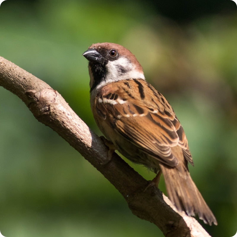 Garden Bird