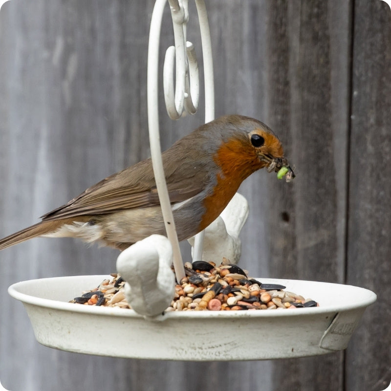 Garden bird