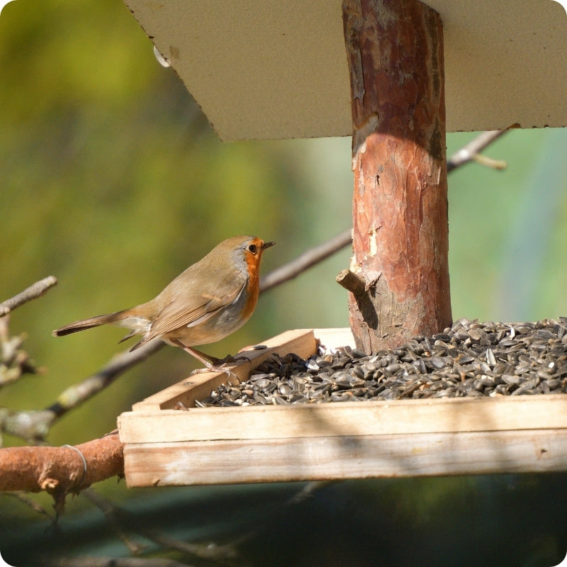 Garden Bird