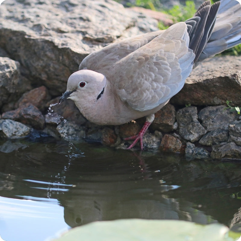 Garden Bird