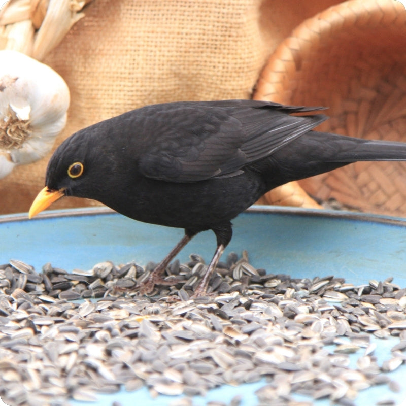 Garden Bird