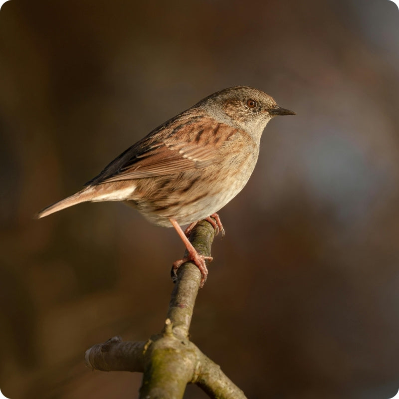 Garden Bird