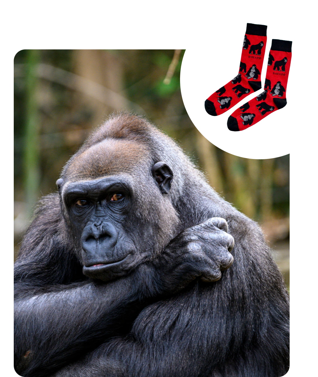 gorilla and gorilla socks