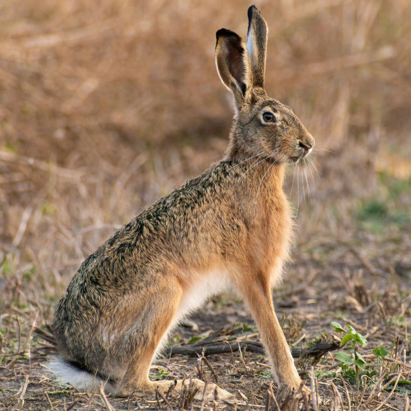 hare looking far away