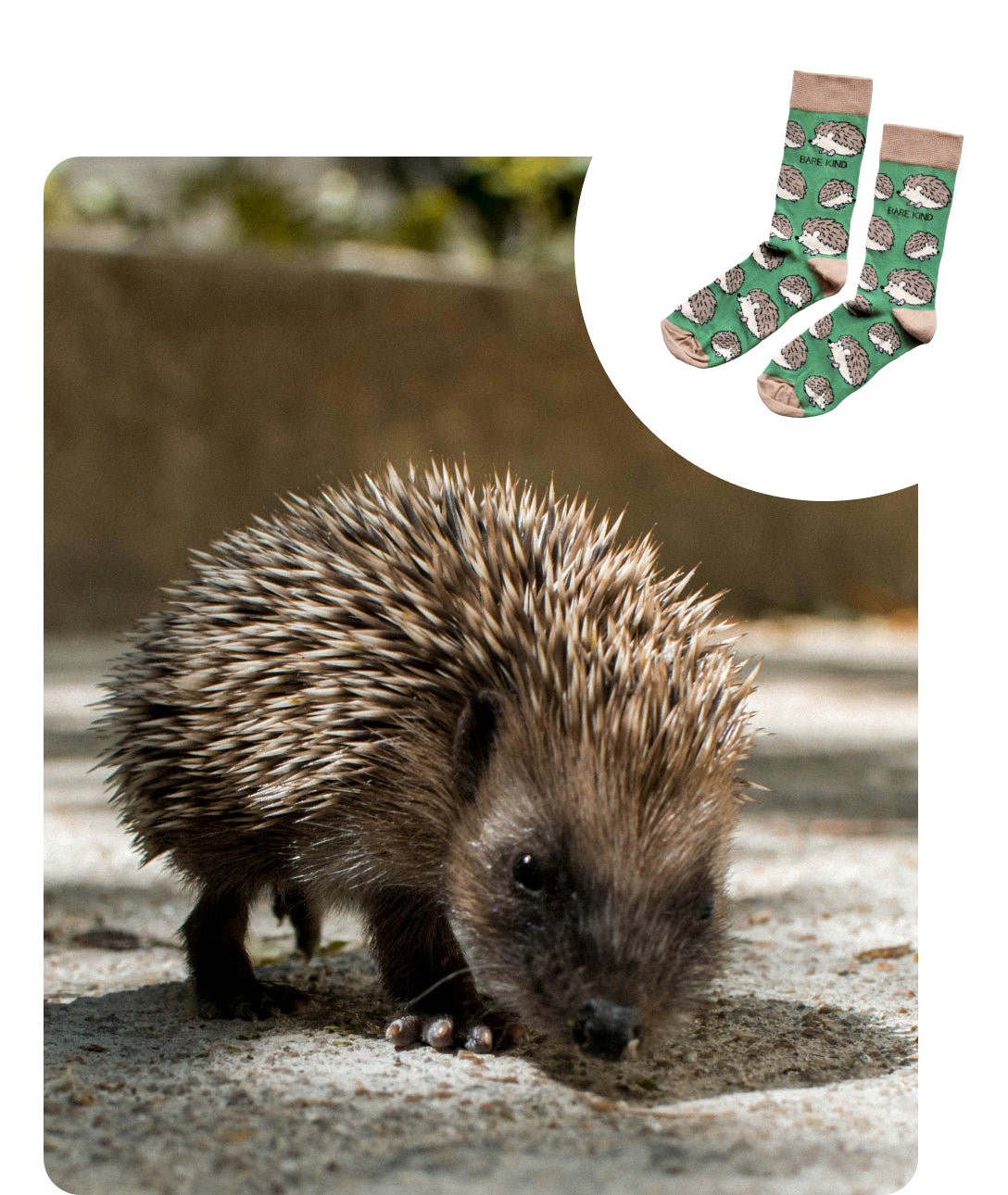 hedgehog image and hedgehog bamboo socks