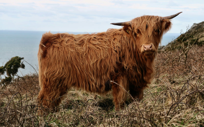 highland cow 