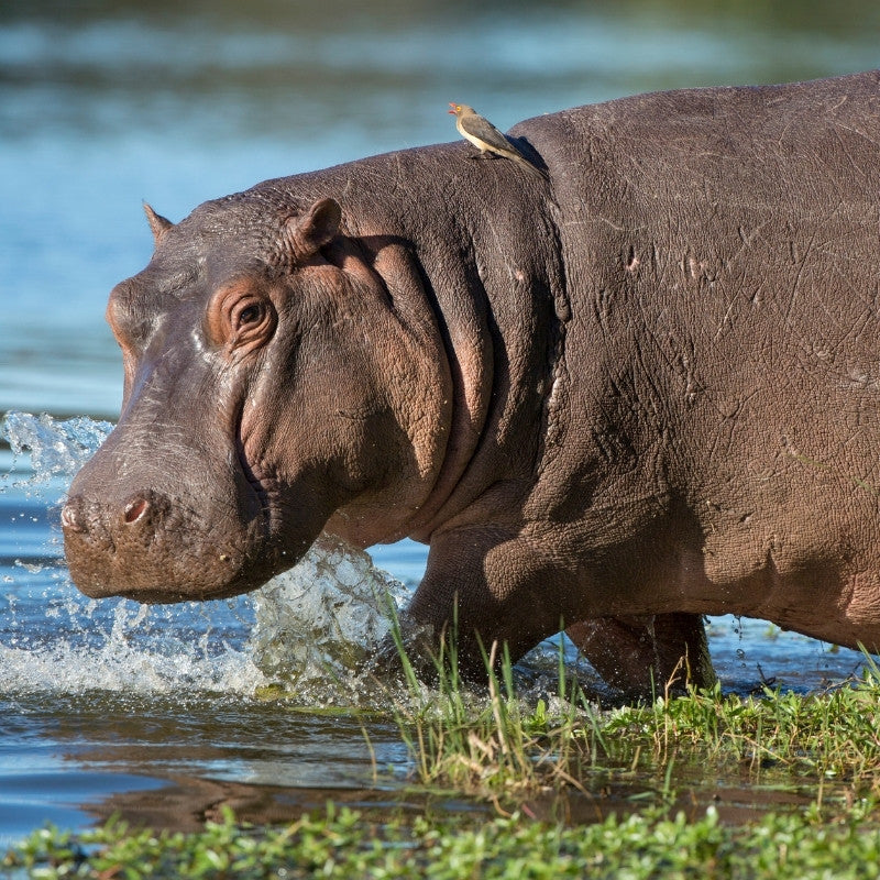 hippo