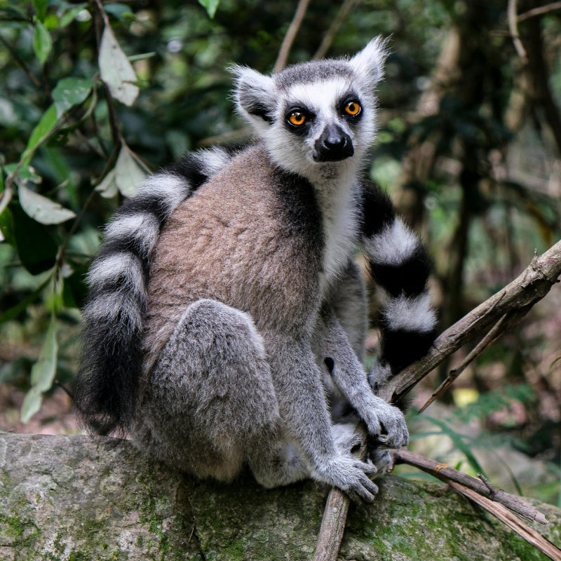 lemur in the forest