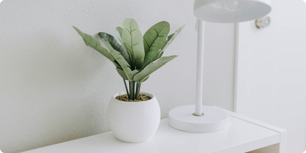 plant in a white pot