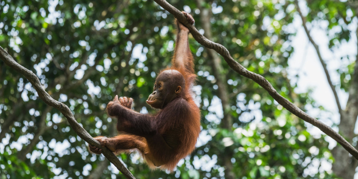 baby orangutan in the forest