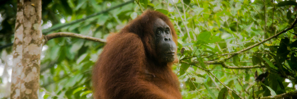 orangutan in the forest