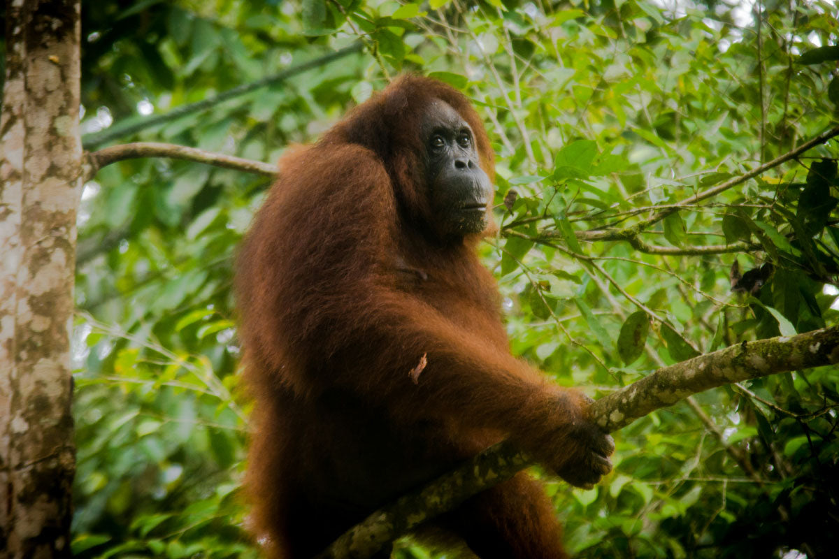 Orangutan in wild