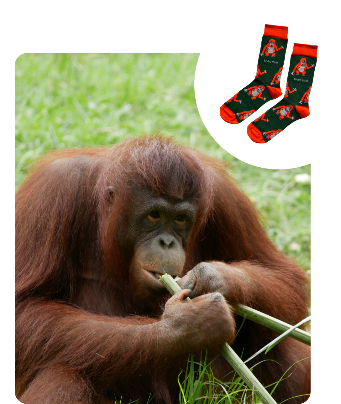 orangutan image and orangutan bamboo socks