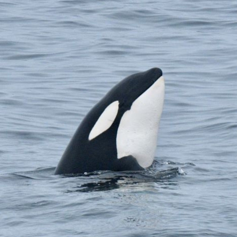 Orca surfacing in the water
