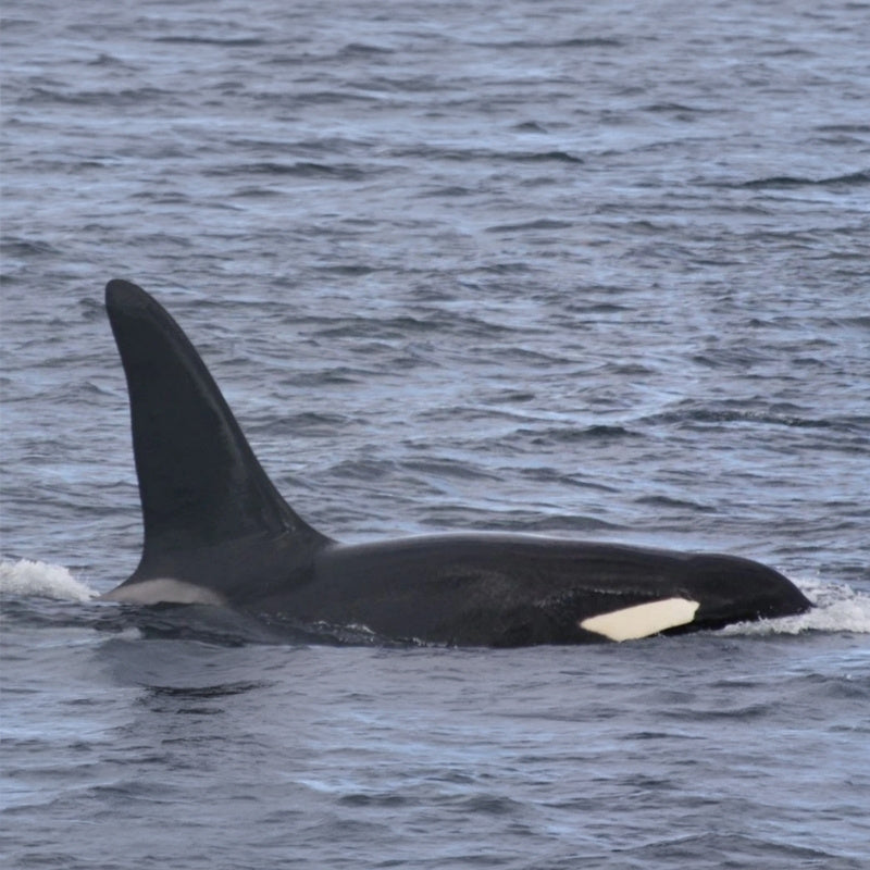 Orca partially submerged in water