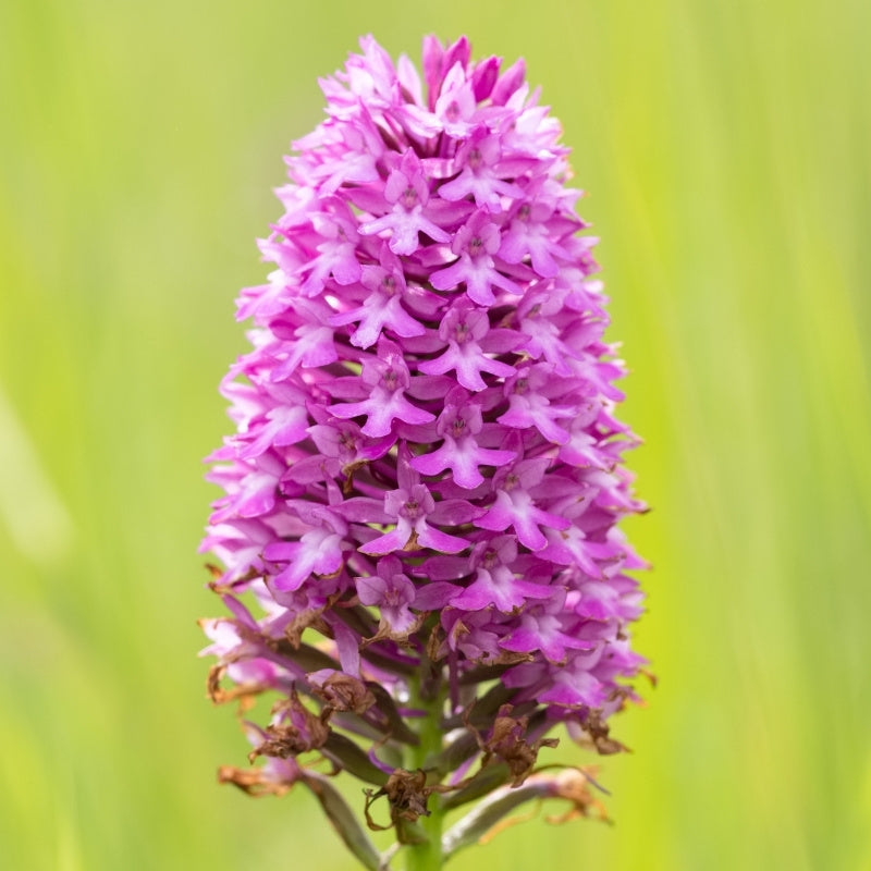 Purple orchid flower against a blurred green background