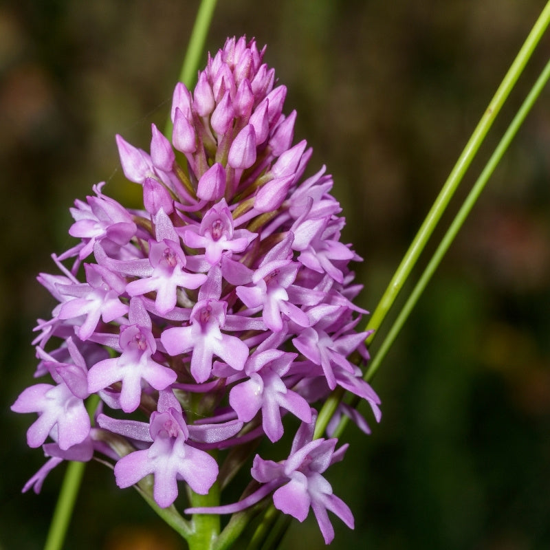 Close-up of a pink orchid flower with a blurred green background