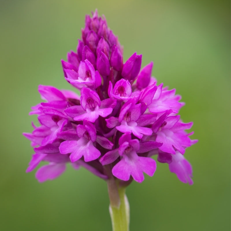 Close-up of a pink orchid flower with a blurred green background