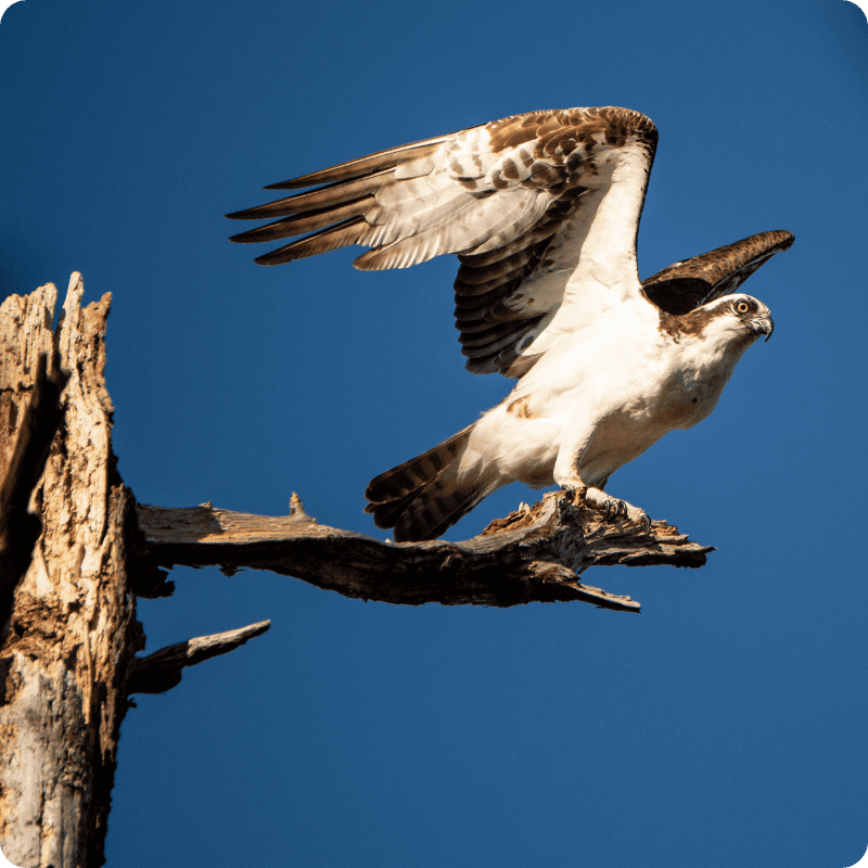 Osprey