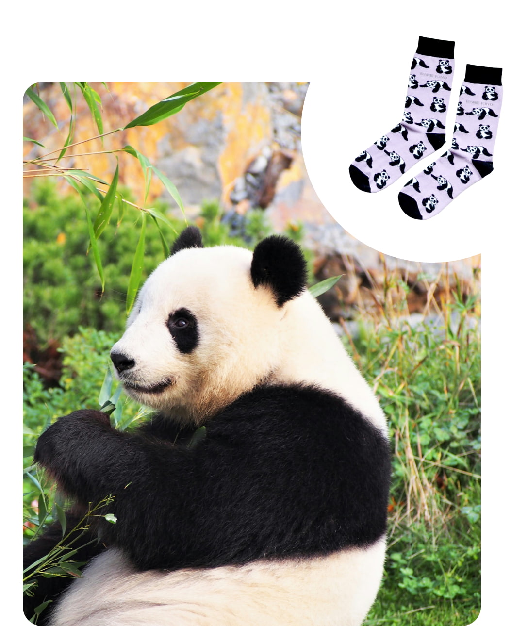 panda image and panda bamboo socks