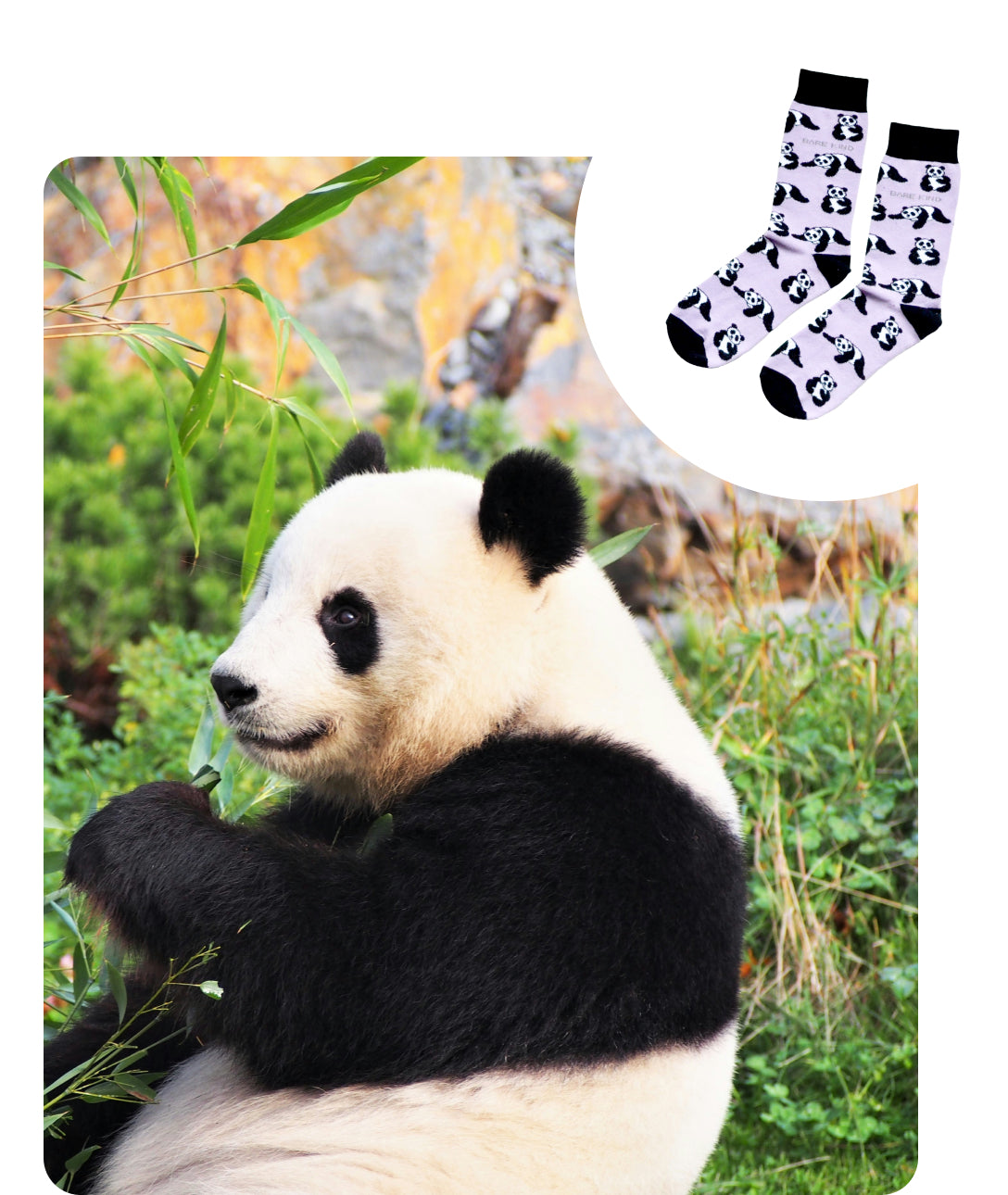 panda image and panda bamboo socks